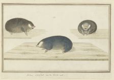Chrysochloris asiatica (Cape golden mole), c.1777. Creator: Robert Jacob Gordon