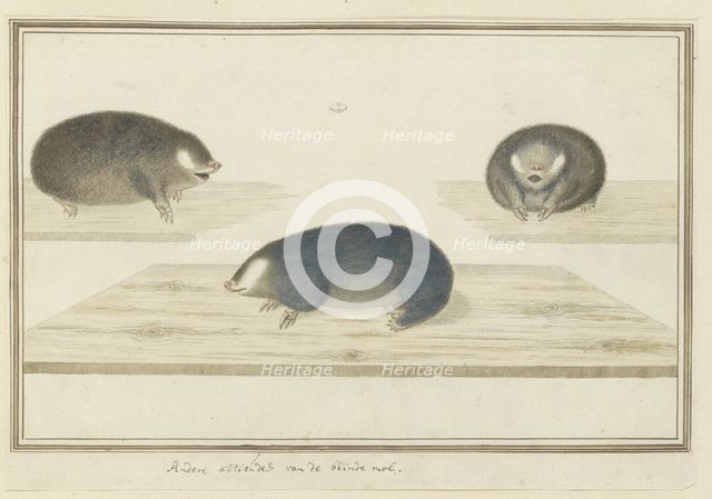 Chrysochloris asiatica (Cape golden mole), c.1777. Creator: Robert Jacob Gordon.