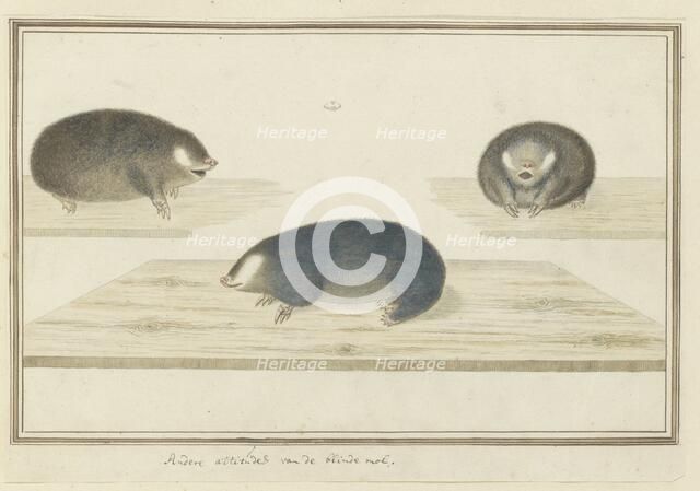 Chrysochloris asiatica (Cape golden mole), c.1777. Creator: Robert Jacob Gordon.