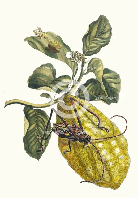 Citronier. From the Book Metamorphosis insectorum Surinamensium, 1705. Creator: Merian, Maria Sibylla (1647-1717).
