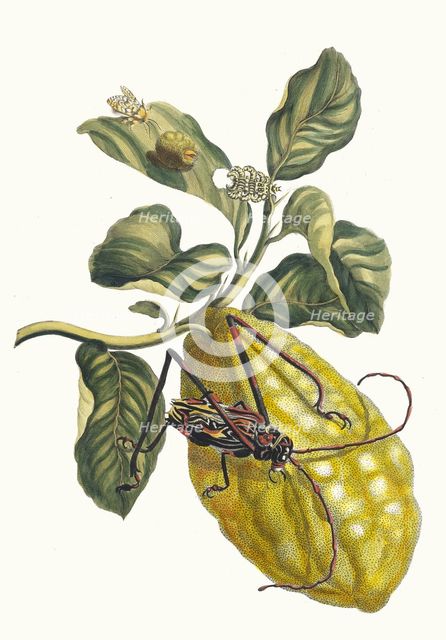 Citronier. From the Book Metamorphosis insectorum Surinamensium, 1705. Creator: Merian, Maria Sibylla (1647-1717).