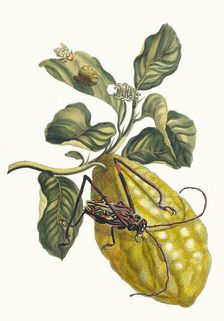 Citronier. From the Book Metamorphosis insectorum Surinamensium, 1705. Creator: Merian, Maria Sibylla (1647-1717)