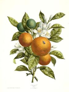 Citrus aurantiacus (Orange), 1730-1770. Creator: Georg Dionysius Ehret