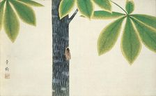 Cicada, 1930. Creator: Omoda, Seiju (1891-1933)