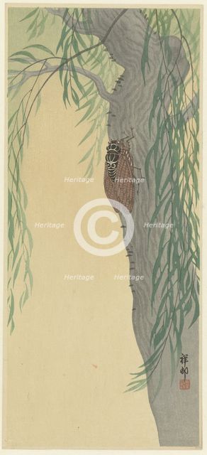 Cicada on tree. Creator: Ohara, Koson (1877-1945).