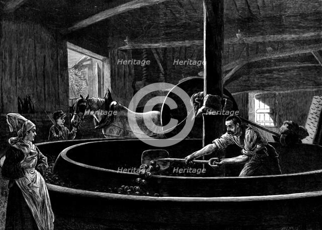 Cider-making in Normandy, 1873. Creator: Jenkin.