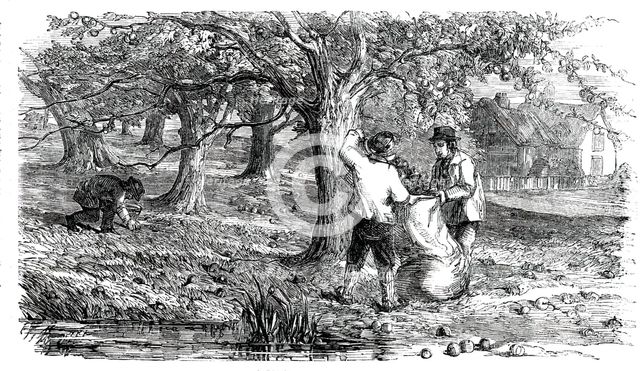Cider-Making in Devonshire - Collecting the Grass-Fruit, 1850. Creator: Unknown.