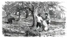 Cider-Making in Devonshire - Collecting the Grass-Fruit, 1850. Creator: Unknown