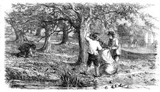 Cider-Making in Devonshire - Collecting the Grass-Fruit, 1850. Creator: Unknown