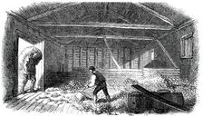 Cider-Making in Devonshire - Laying the Fruit, 1850. Creator: Unknown