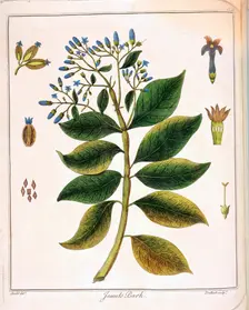 Cinchona (Jesuit's or Peruvian Bark) 1795. Creator: Unknown