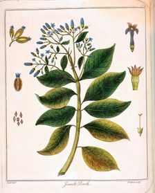 Cinchona (Jesuit's or Peruvian Bark) 1795. Creator: Unknown