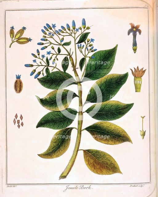 Cinchona (Jesuit's or Peruvian Bark) 1795. Creator: Unknown.