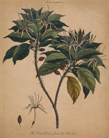 Cinchona. The Caribbean Jesuits Bark 1801. Creator: Unknown