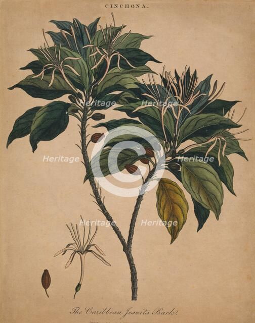 'Cinchona. The Caribbean Jesuits Bark', 1801. Creator: Unknown.