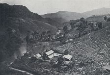 Cingalese Tea Plantation 1924