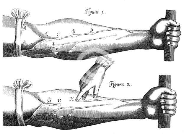 Circulation of the blood, 1628. Creator: Unknown.