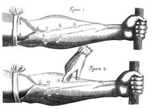 Circulation of the blood, 1628. Creator: Unknown