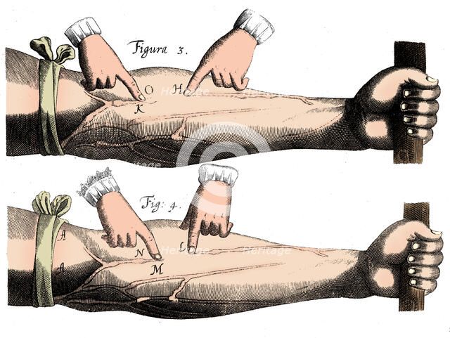 Circulation of the blood, 1628. Artist: Unknown.