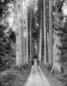 Cirencester Park, Cirencester, Gloucestershire, 1883. Artist: Henry Taunt