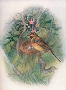 Cirl-Bunting - Emberi'za cirl'us c1910, (1910). Artist: George James Rankin