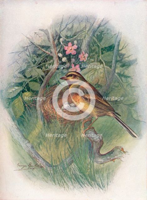 'Cirl-Bunting - Emberi'za cirl'us', c1910, (1910). Artist: George James Rankin.