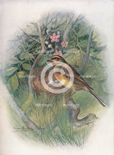 'Cirl-Bunting - Emberi'za cirl'us', c1910, (1910). Artist: George James Rankin.