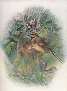 Cirl-Bunting - Emberi'za cirl'us c1910, (1910). Artist: George James Rankin