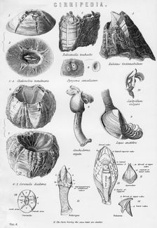 Cirripedia, 19th century