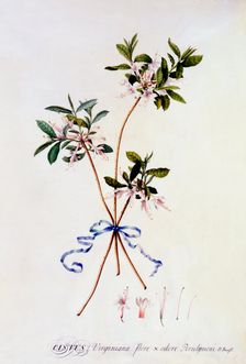 Cistus Virginiana, c. 1743 (hand coloured engraving). Creator: "Georg Dionysius Ehret (1710 - 70); Ehret, Georg Dionysius (1710-1770)"