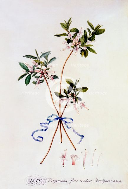Cistus Virginiana, c. 1743 (hand coloured engraving). Creator: "Georg Dionysius Ehret (1710 - 70); Ehret, Georg Dionysius (1710-1770)".