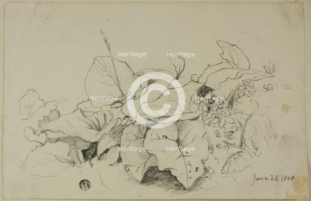 Clump of Leaves and Flowers, 1808/47. Creator: Joshua Cristall.