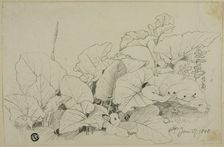 Clump of Leaves and Flowers, 1808/47. Creator: Joshua Cristall
