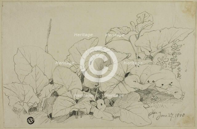 Clump of Leaves and Flowers, 1808/47. Creator: Joshua Cristall.