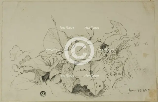 Clump of Leaves and Flowers, 1808/47. Creator: Joshua Cristall.