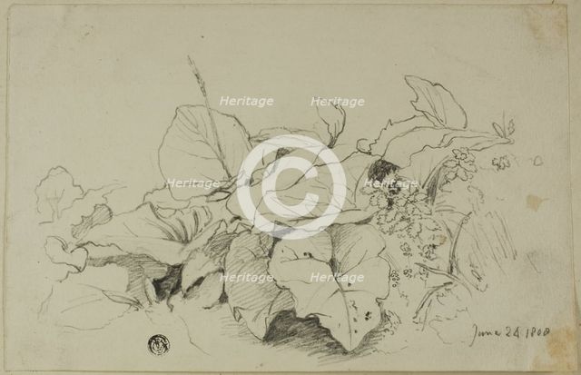 Clump of Leaves and Flowers, 1808/47. Creator: Joshua Cristall.