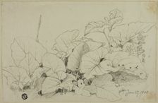 Clump of Leaves and Flowers, 1808/47. Creator: Joshua Cristall