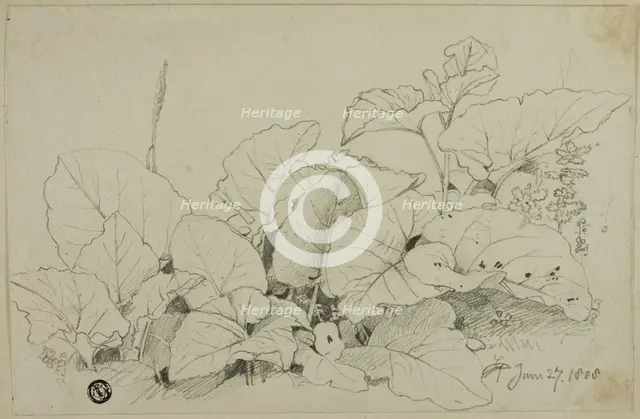 Clump of Leaves and Flowers, 1808/47. Creator: Joshua Cristall.
