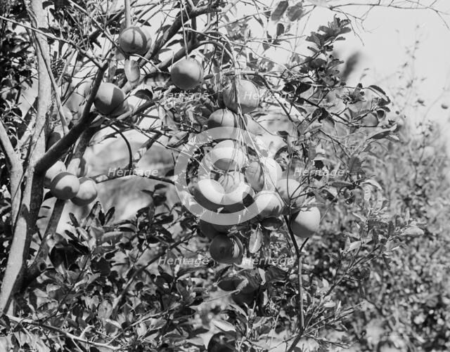 Cluster of grape fruit, between 1900 and 1920. Creator: Unknown.
