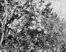 Cluster of grape fruit, between 1900 and 1920. Creator: Unknown