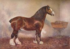 Clydedale stallion Prince of Albion, c1900 (c1910). Artist: Frank Babbage
