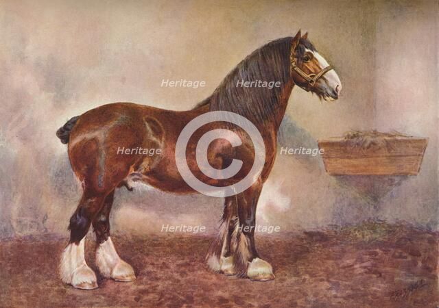 Clydedale stallion Prince of Albion, c1900 (c1910). Artist: Frank Babbage.