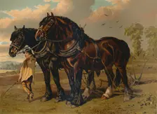 Clydesdale Stallion & Mare c1879. Creator: Unknown