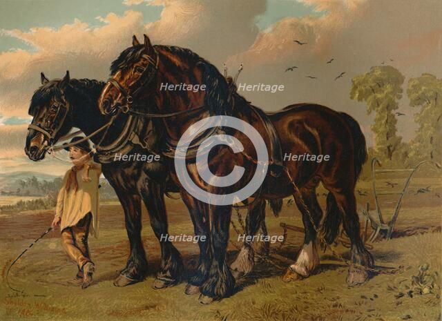'Clydesdale Stallion & Mare', c1879. Creator: Unknown.