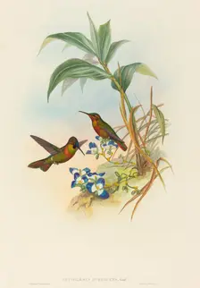 Clytolaema aurescens (Banded Ruby or Gould's Ruby). Creators: John Gould, Henry Constantine Richter