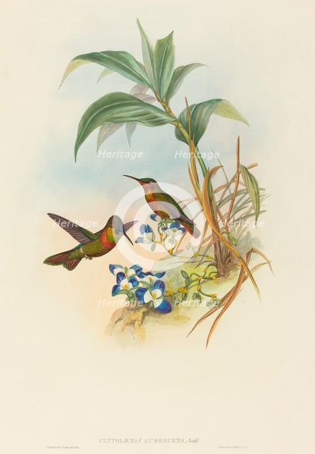 Clytolaema aurescens (Banded Ruby or Gould's Ruby). Creators: John Gould, Henry Constantine Richter.