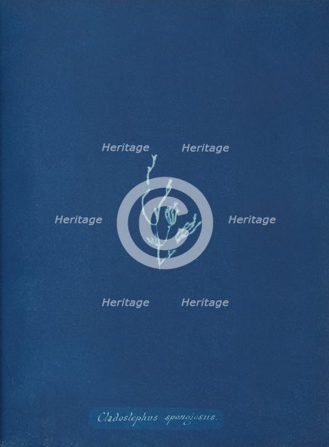 Cladostephus spongiosus, ca. 1853. Creator: Anna Atkins.