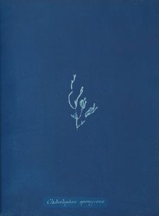 Cladostephus spongiosus, ca. 1853. Creator: Anna Atkins