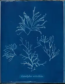 Cladostephus verticellatus, 1843 or 1844. Creator: Anna Atkins