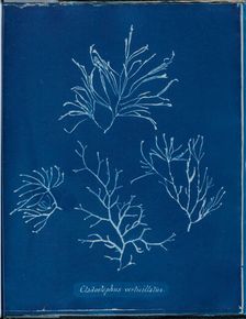 Cladostephus verticellatus, 1843 or 1844. Creator: Anna Atkins